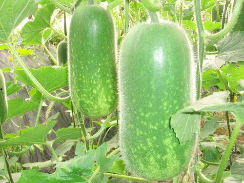 吃瓜真实爆料 往期热点热门大瓜,那些你不知道的幕后大瓜与热点事件